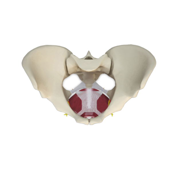 Malla de Corrección de Prolapso Leve a Moderado MIPS